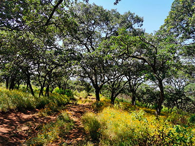 2-Ecosistema-terrestre-Fuente-ICT