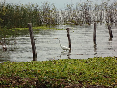 Investigación-y-monitoreo