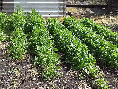 Rescate-de-plantas-medicionales-2